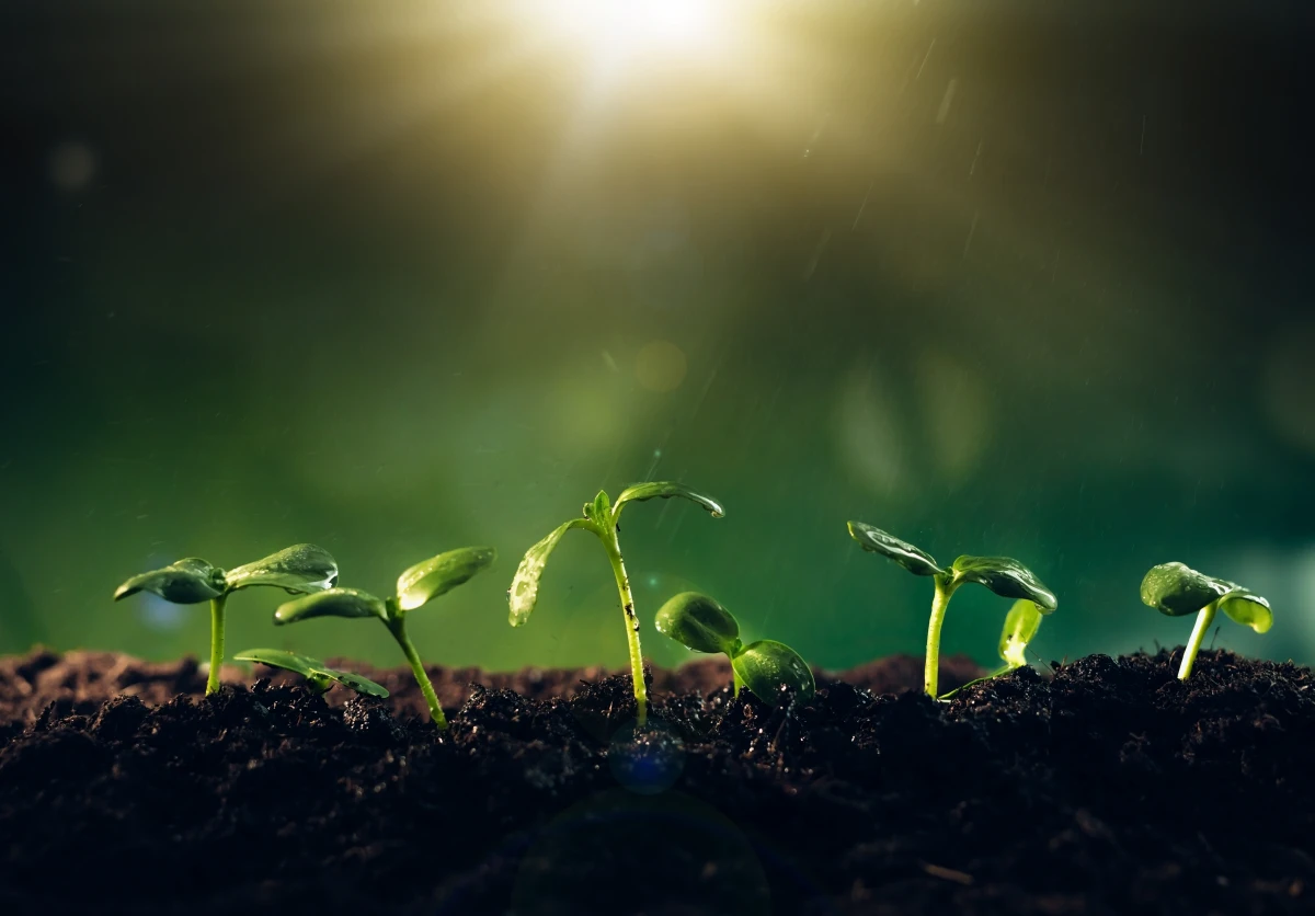 Le droit à un environnement sain face au défi climatique : un combat juridique crucial